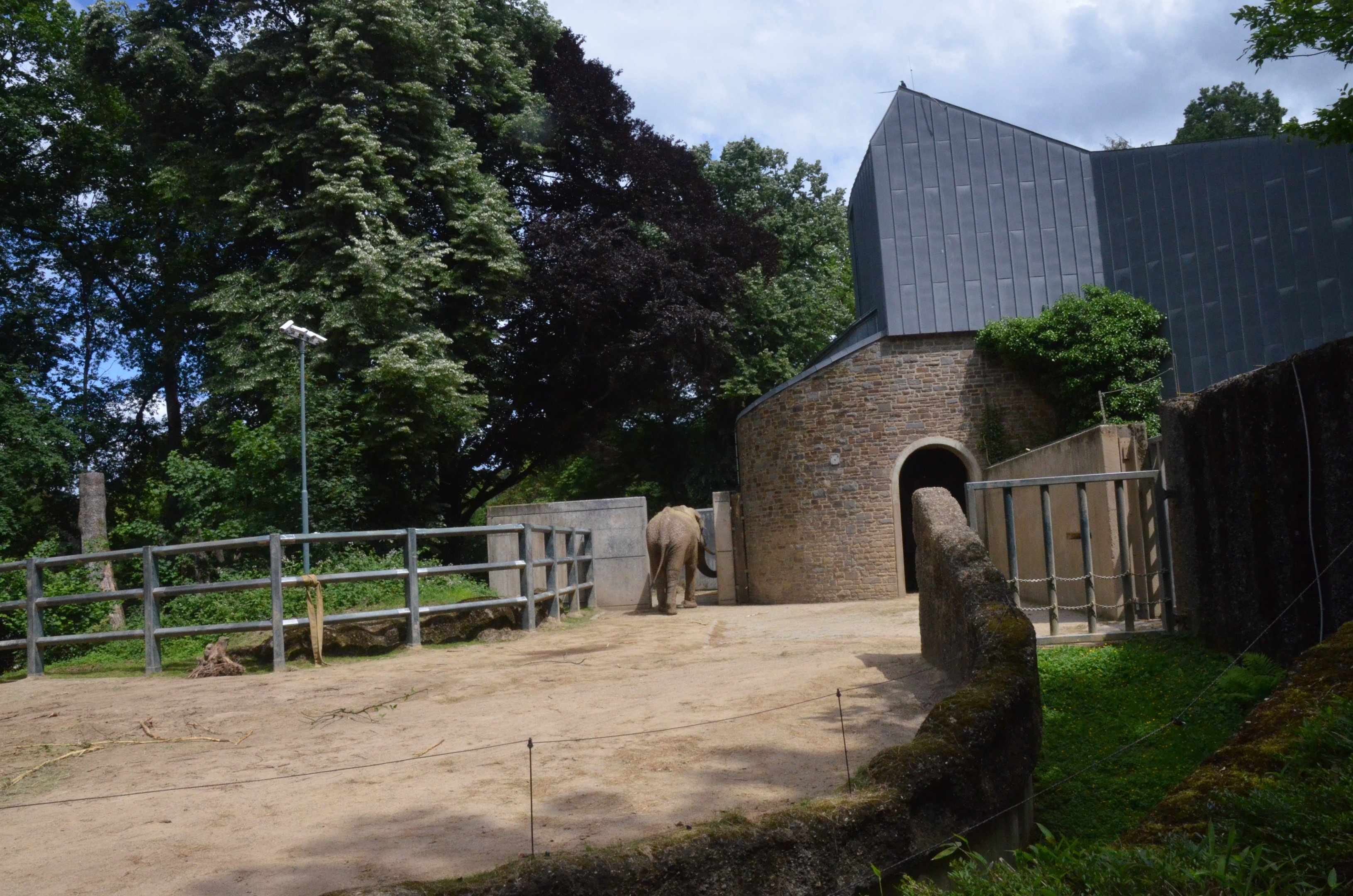 Bull Elephant Enclosure at Wuppertal, 16/06/19