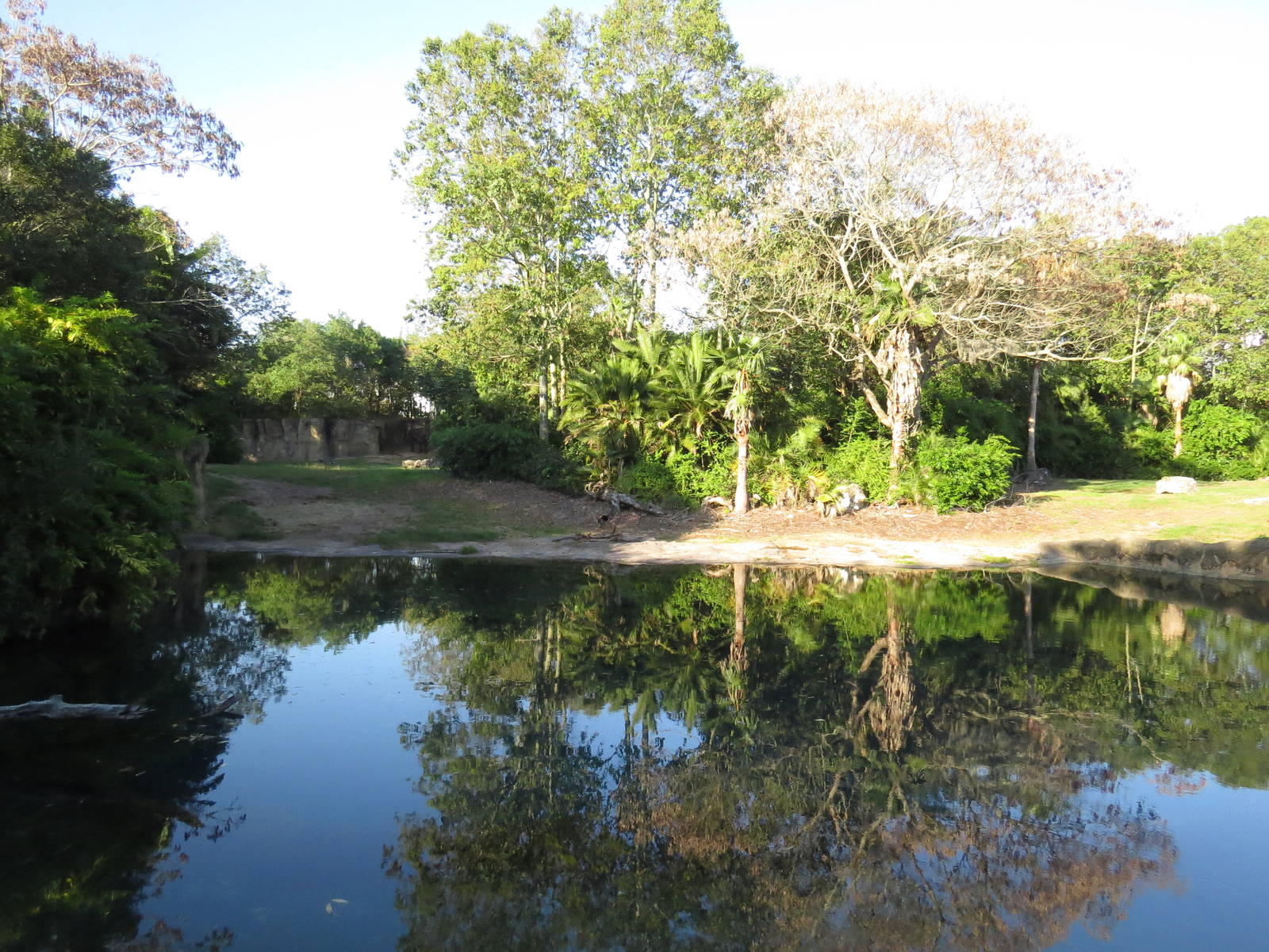 Bull elephant enclosure - Kilimanjaro safaris, March 2015