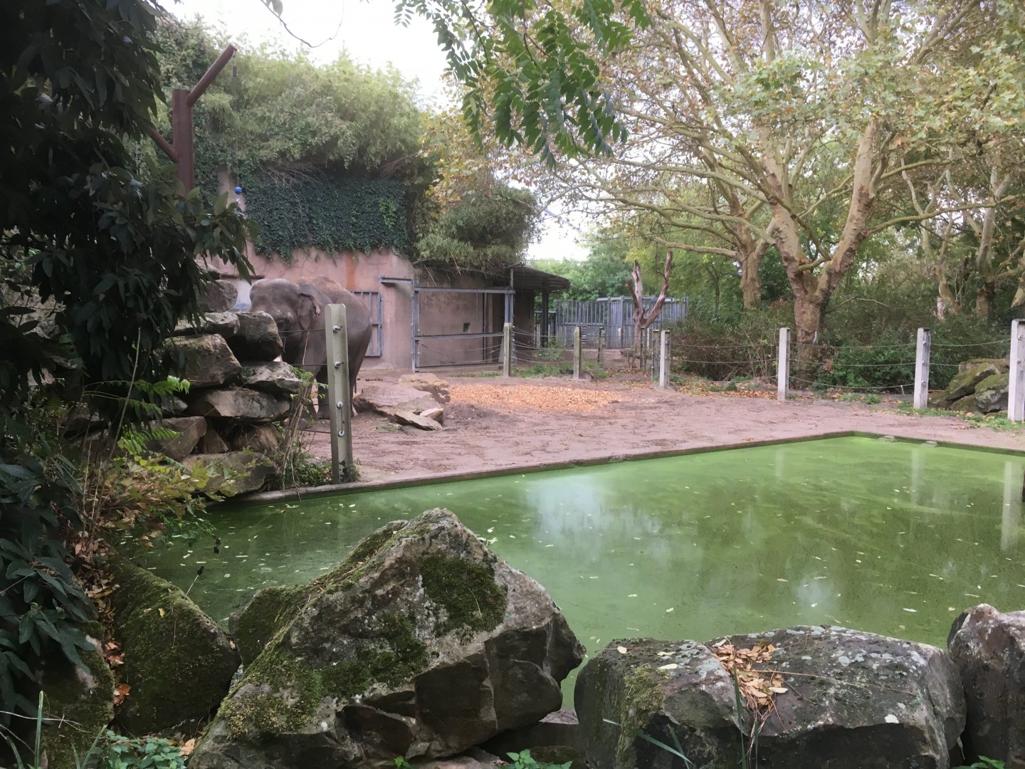 Bull elephant enclosure