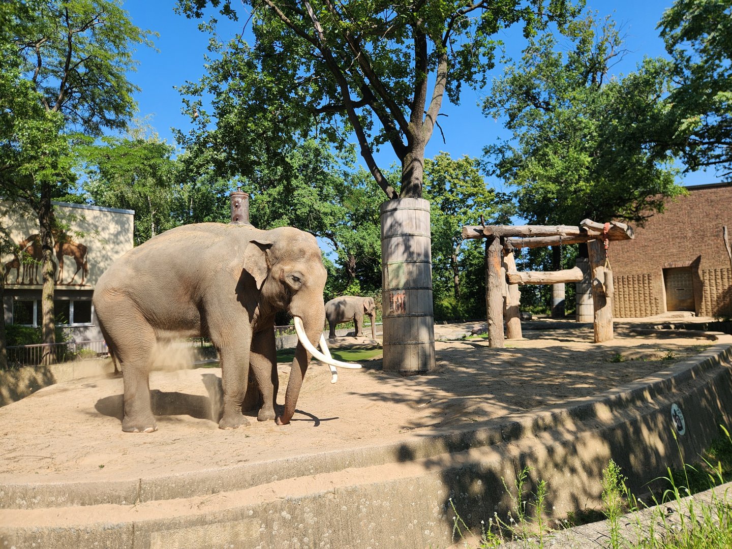 Bull Elephant Enclosure