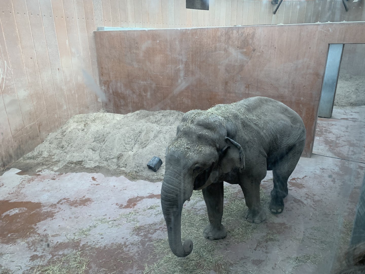 Bull Elephant in musth