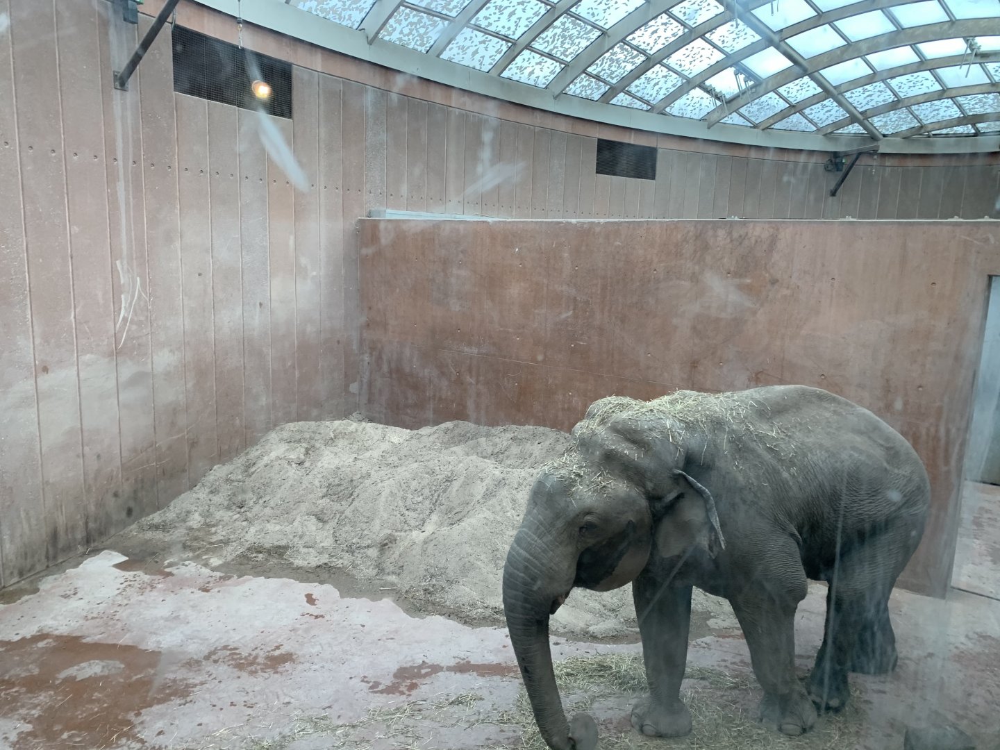 Bull Elephant in musth