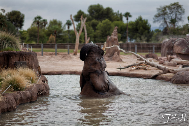bull elephant in pool