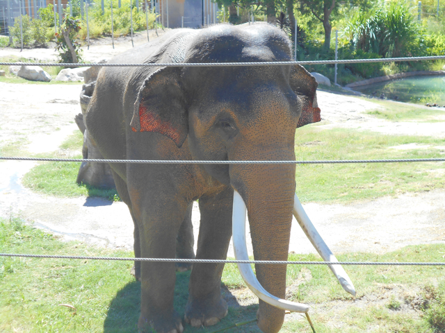 Bull elephant in your face