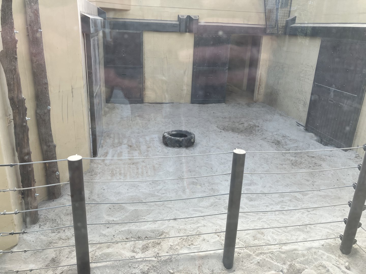 Bull elephant indoors-09/2023