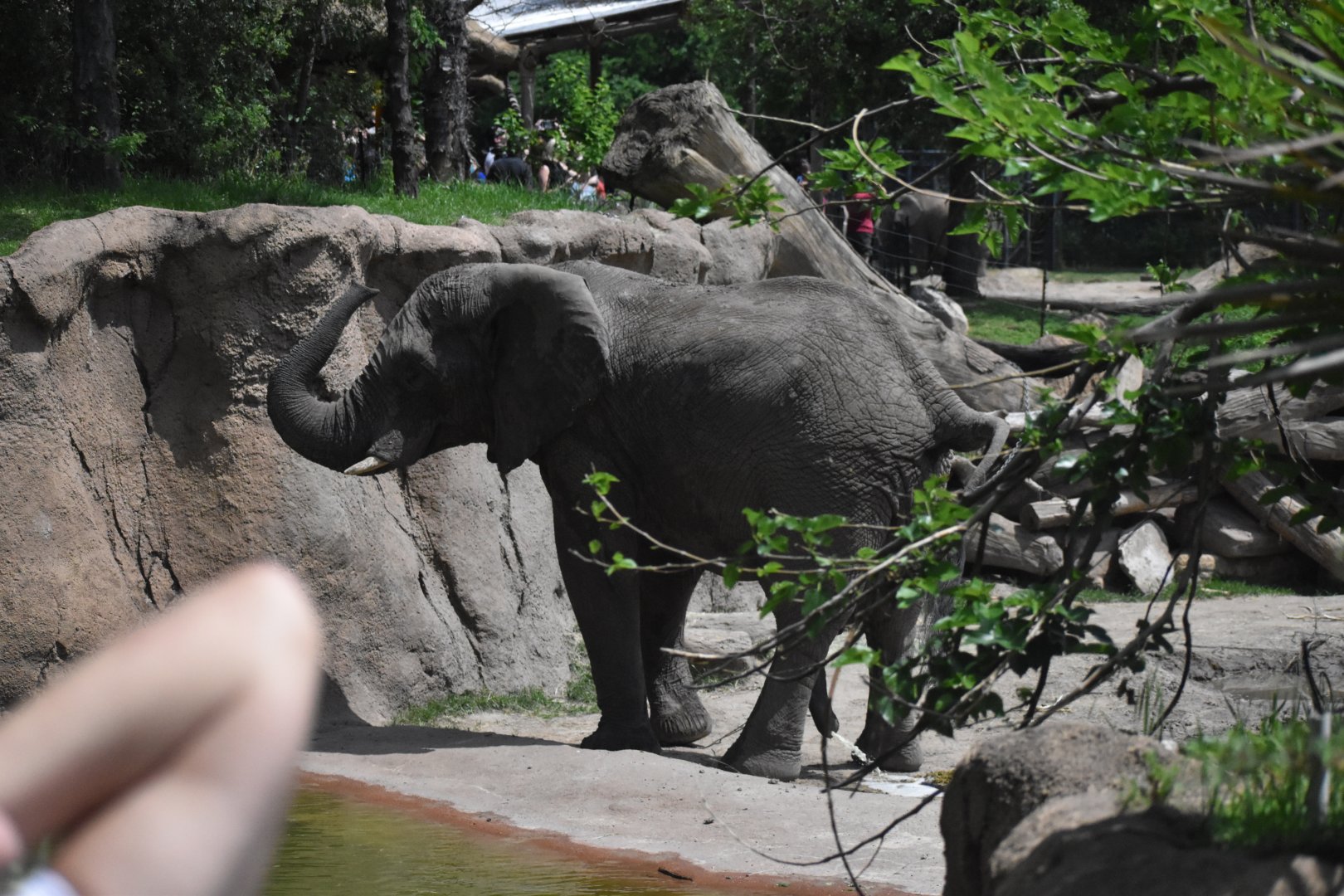 Bull Elephant (right before eclipse totality)