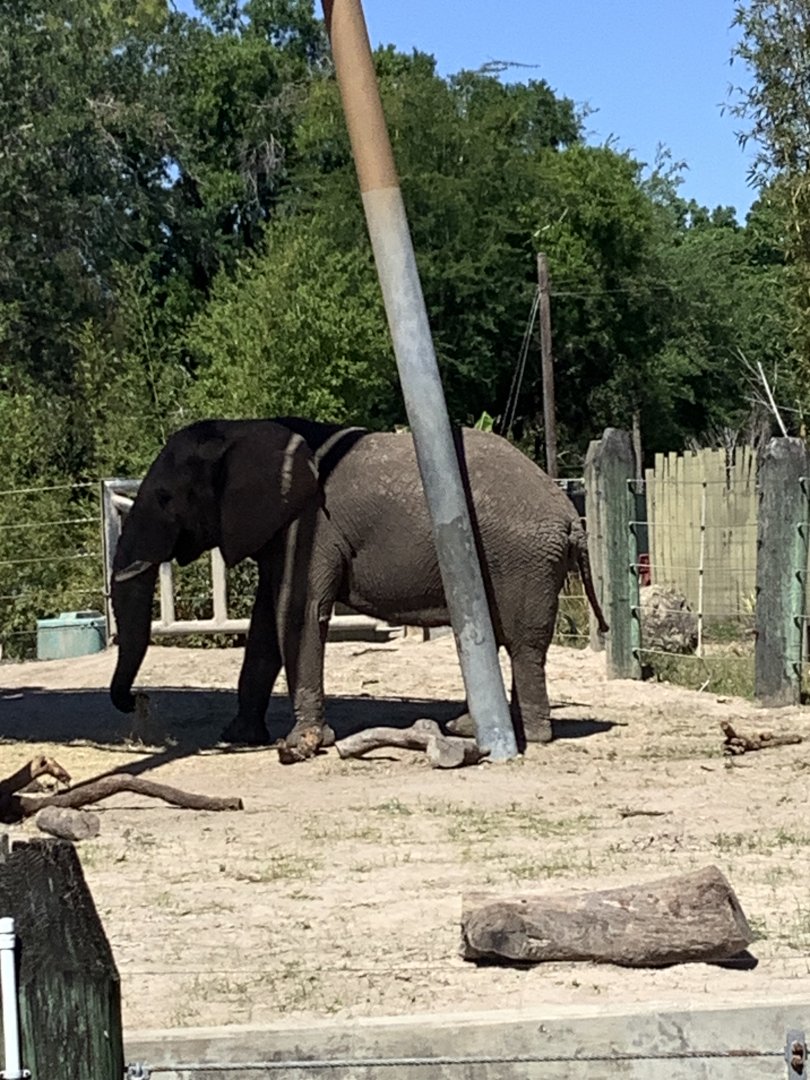 Bull Elephant Sdudla 3/20/24