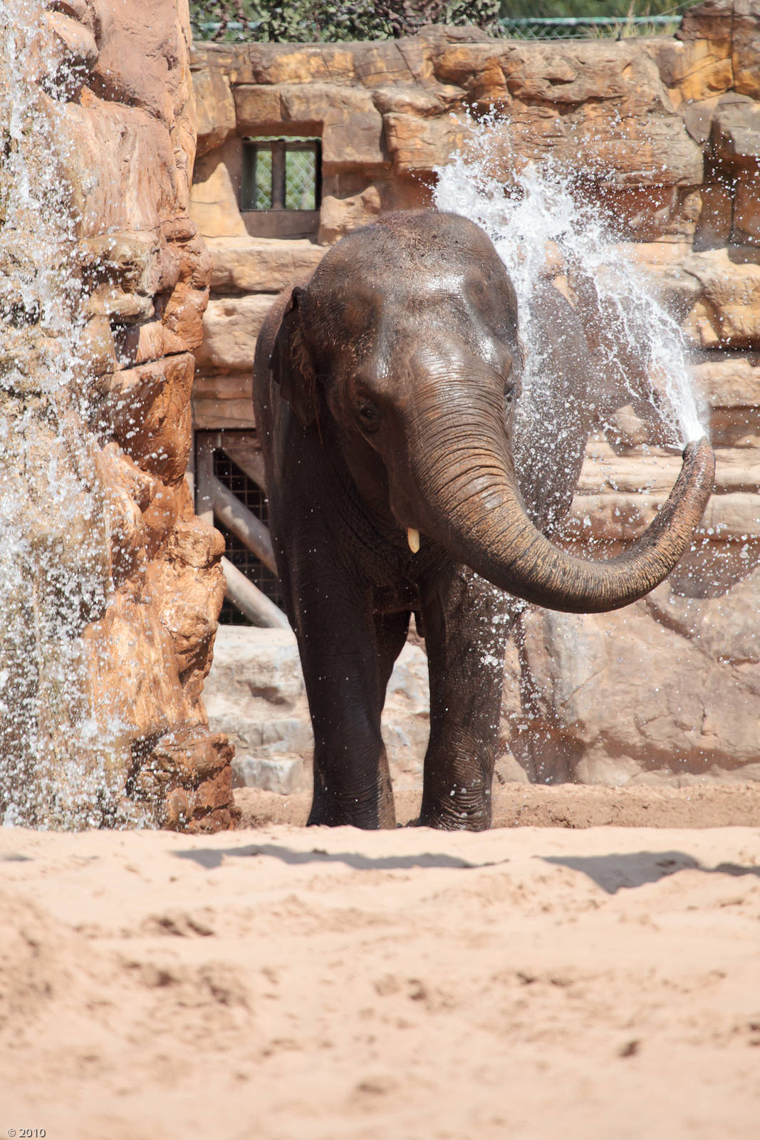 Bull Elephant Upali - 26/06/2010