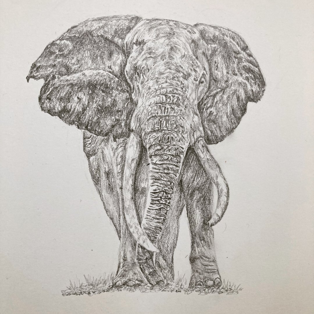 Bull elephant
