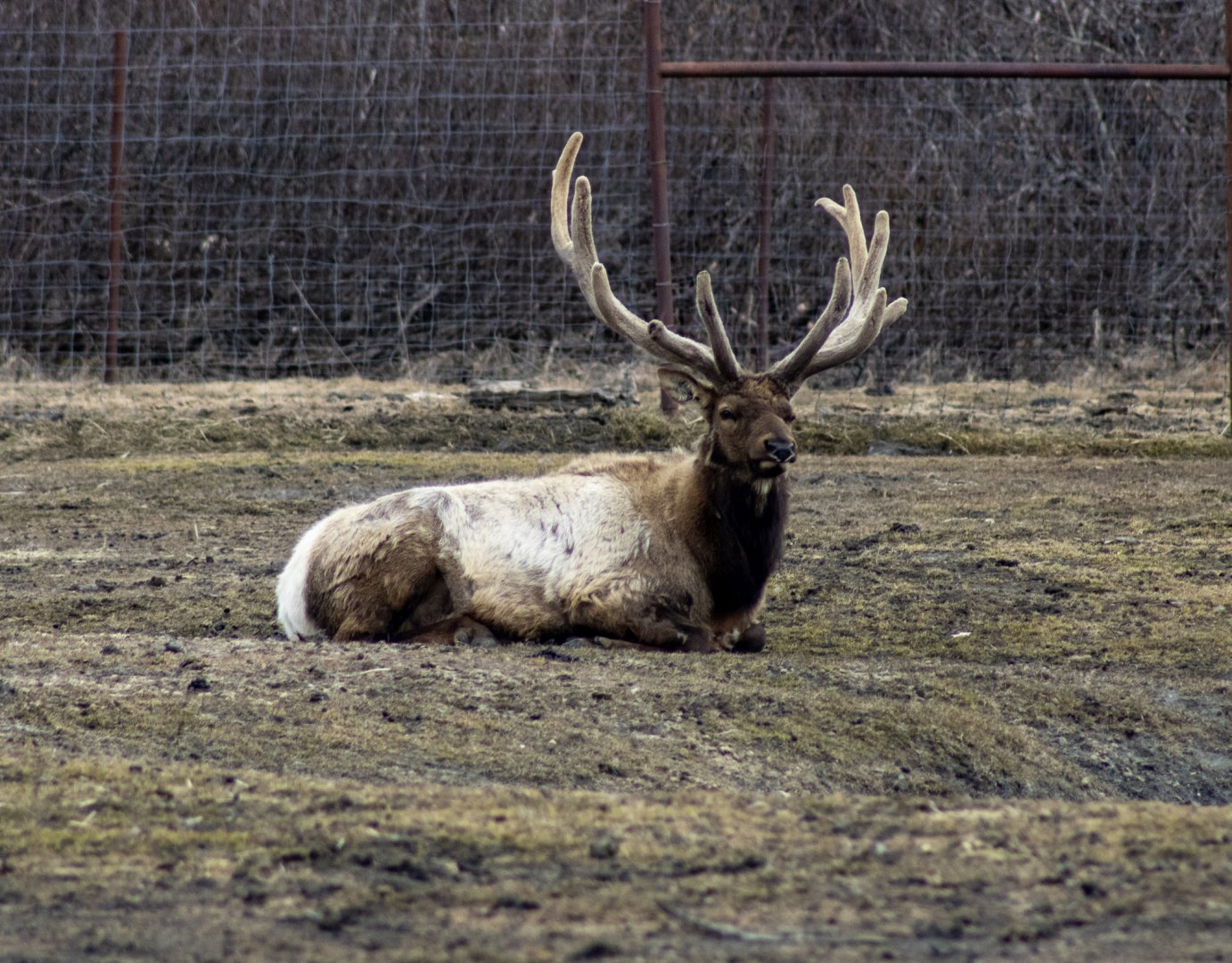 Bull Elk (American Wapiti)