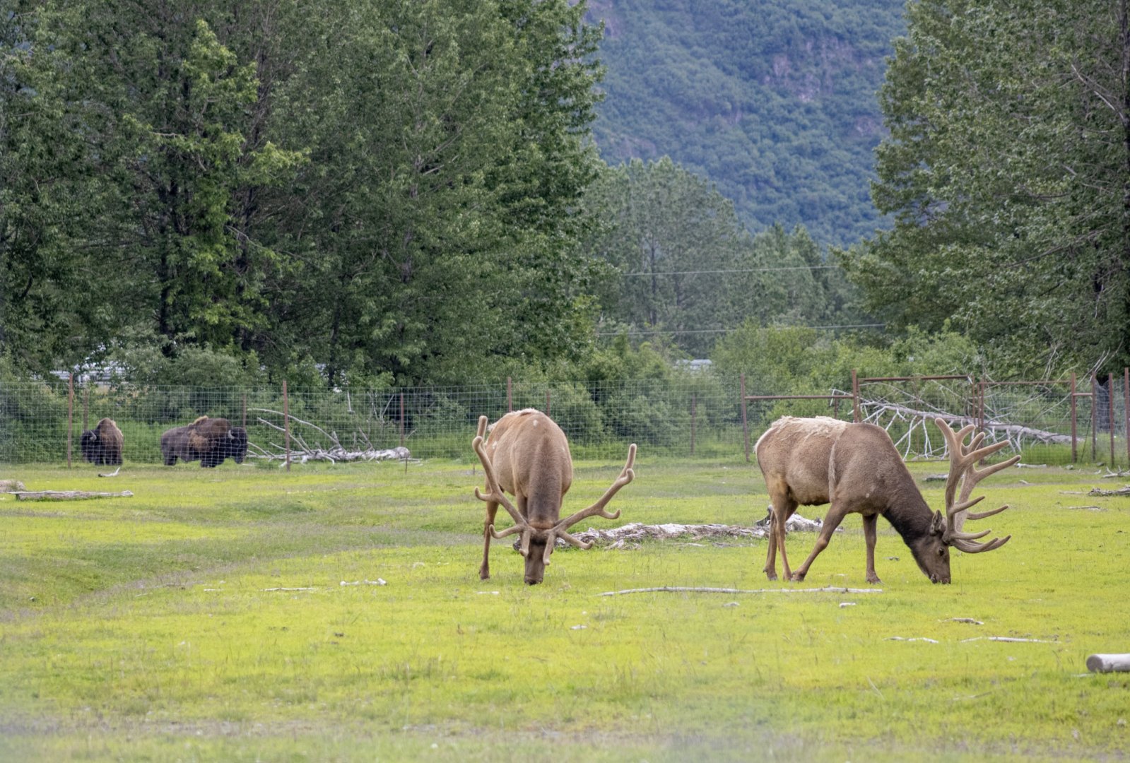 Bull Elk and Bull Wood Bison