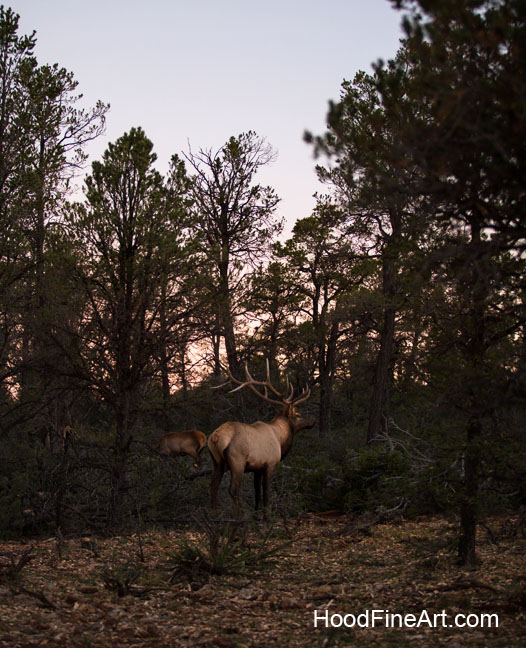 bull elk at dawn