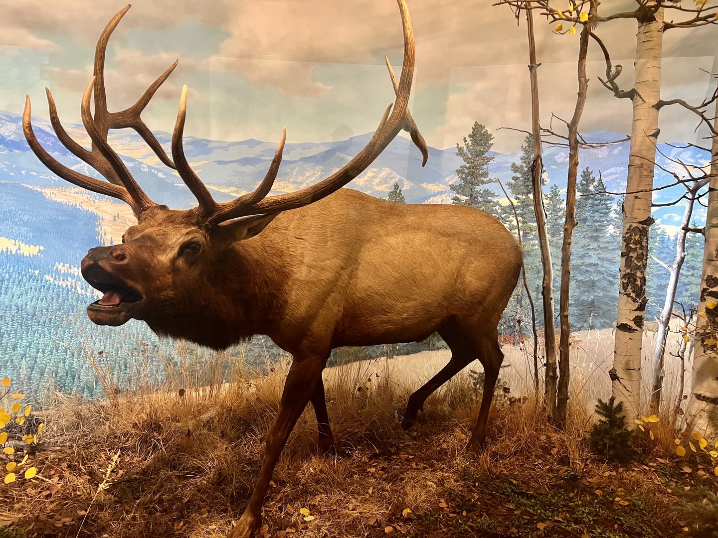 Bull Elk in Rut