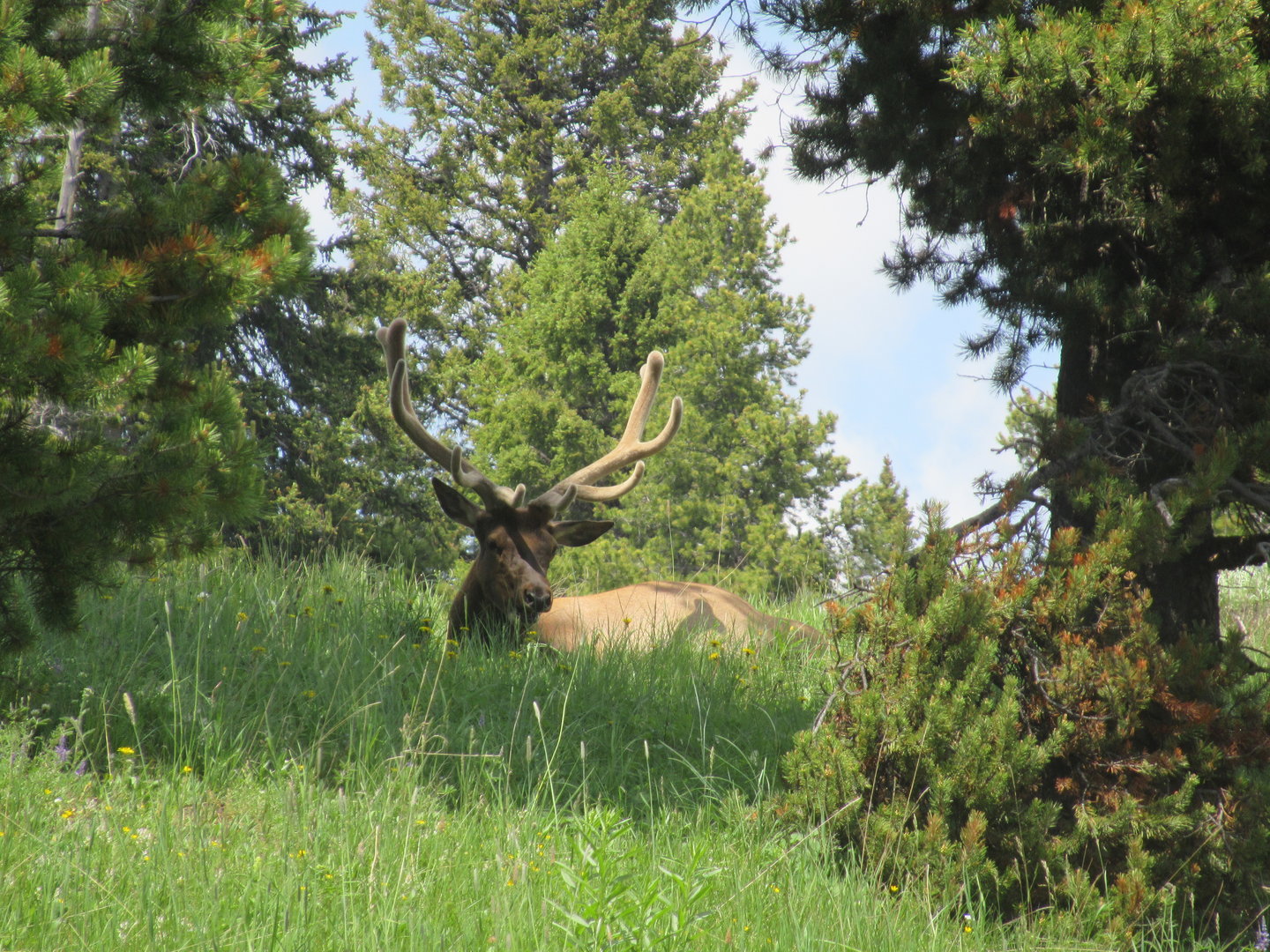 Bull elk in Yellowstone National Park