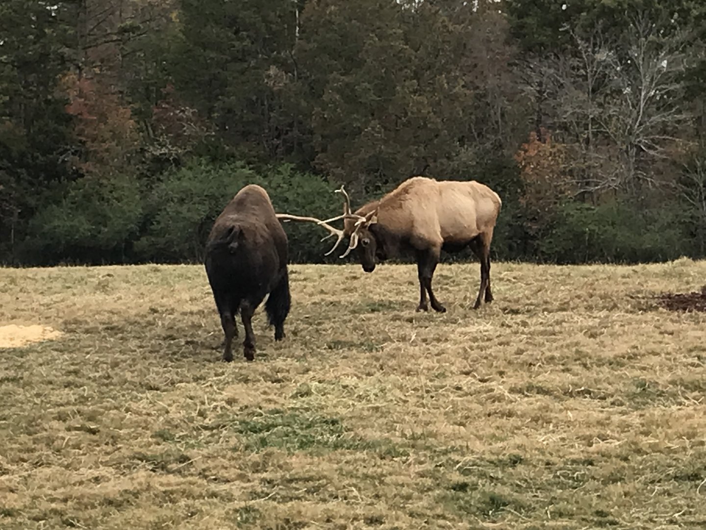 Bull Elk lowering head at Bison pt 2