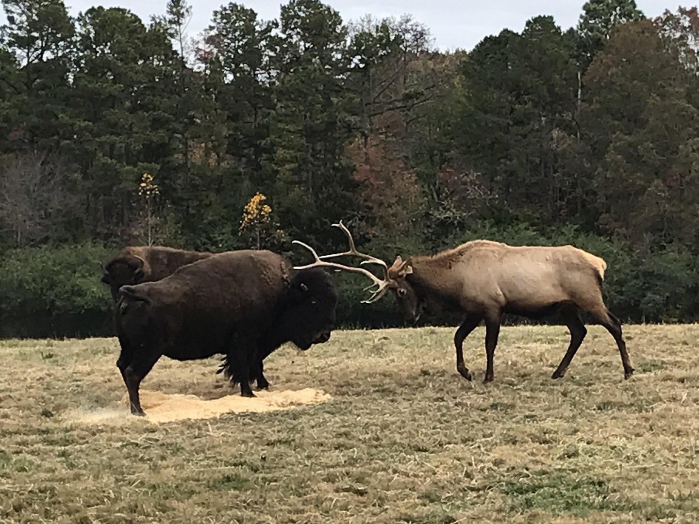 Bull Elk lowering Head at Bison pt 3