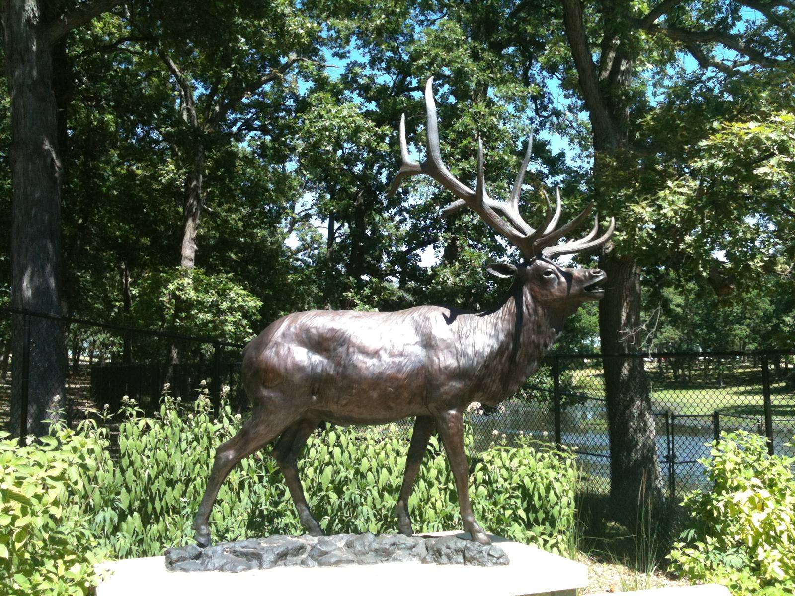 Bull Elk Stature-June 2012