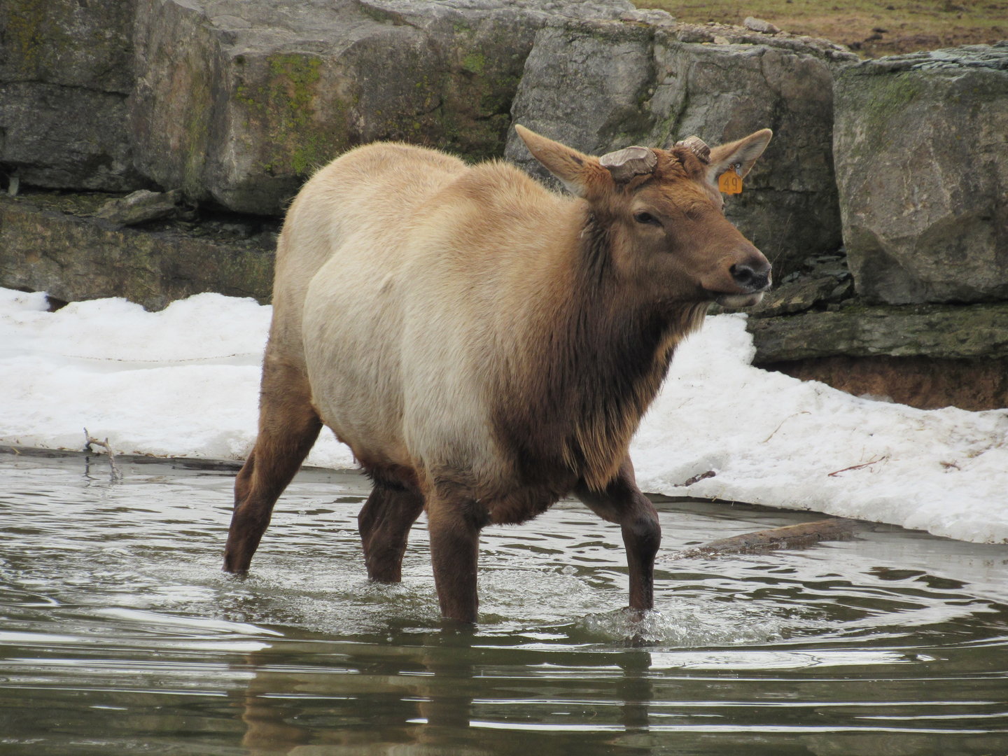Bull Elk Todd - 4/8/23