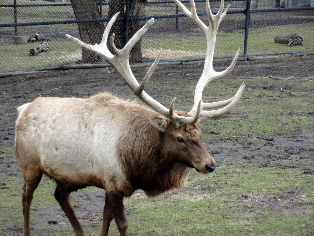 Bull Elk