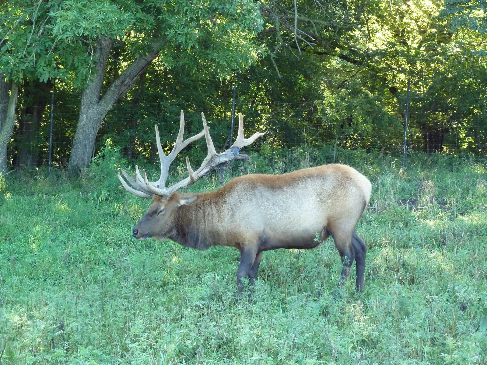 Bull Elk