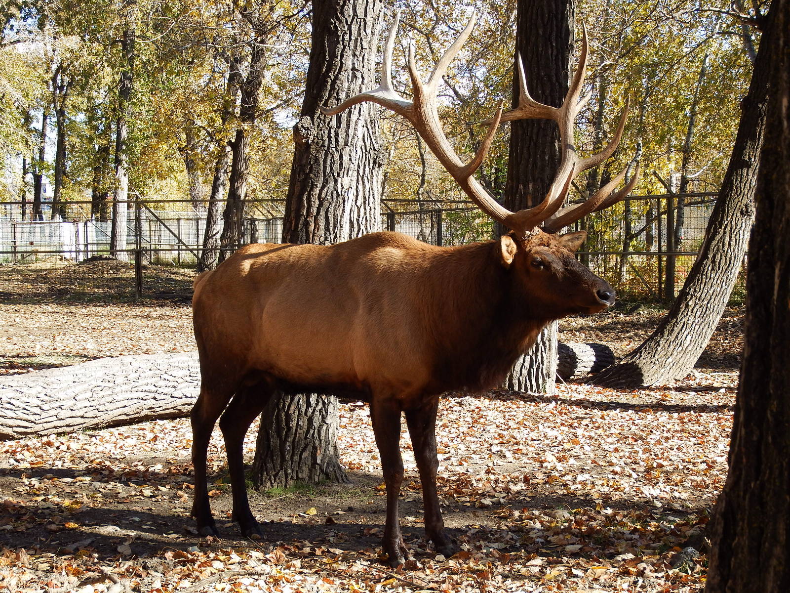 Bull Elk
