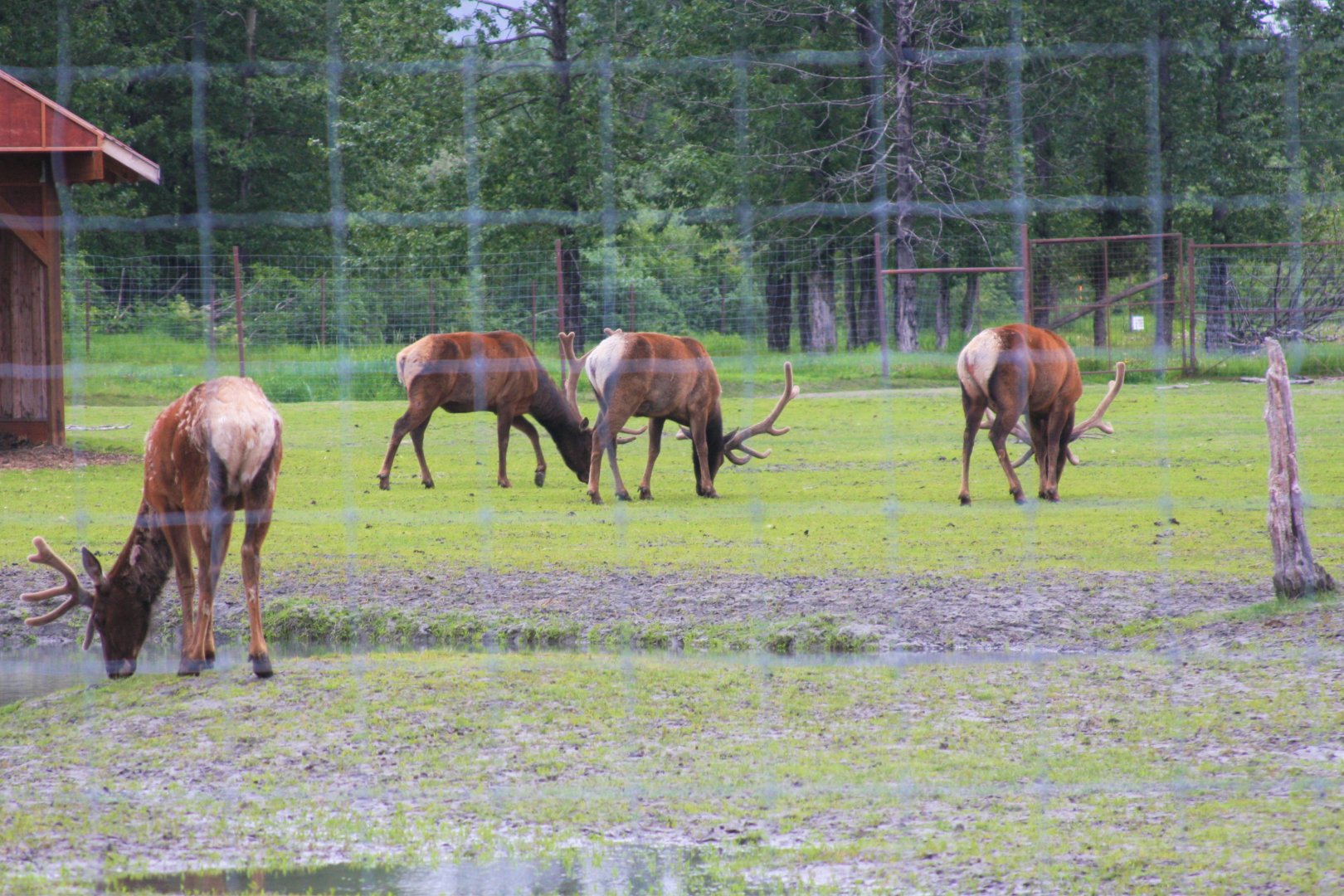 Bull Elk