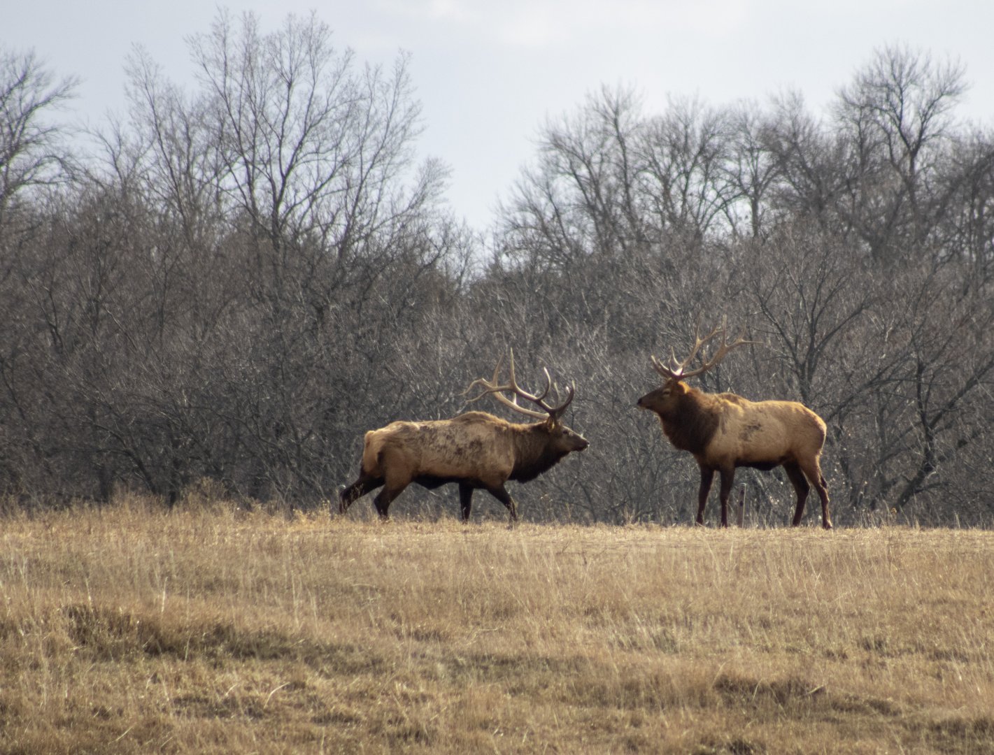 Bull Elk