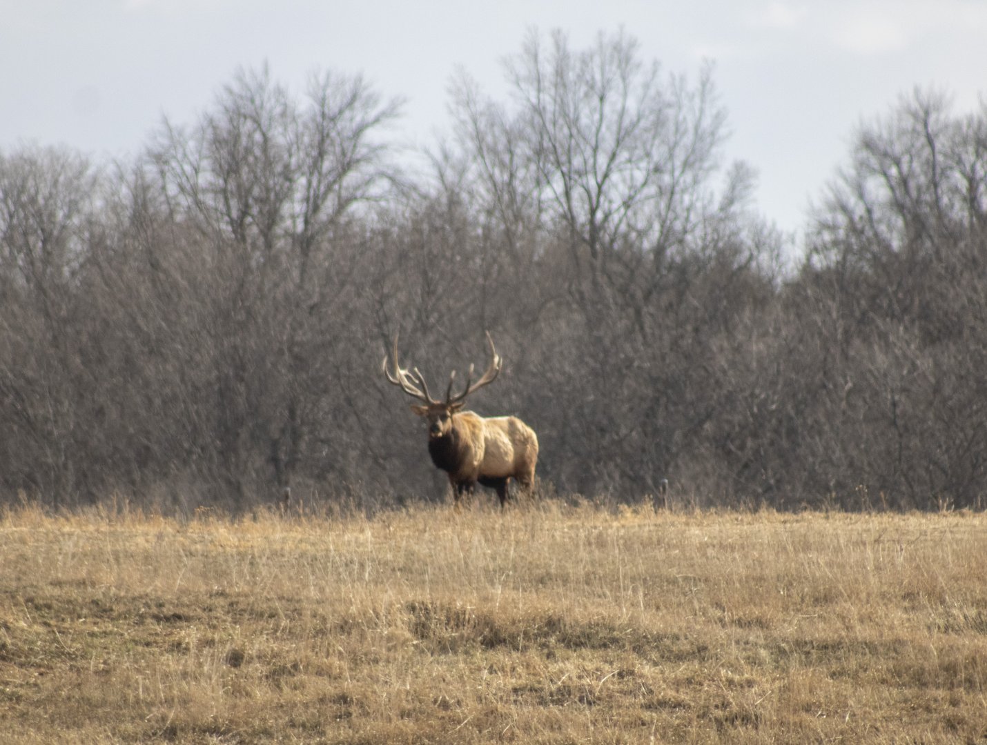 Bull Elk