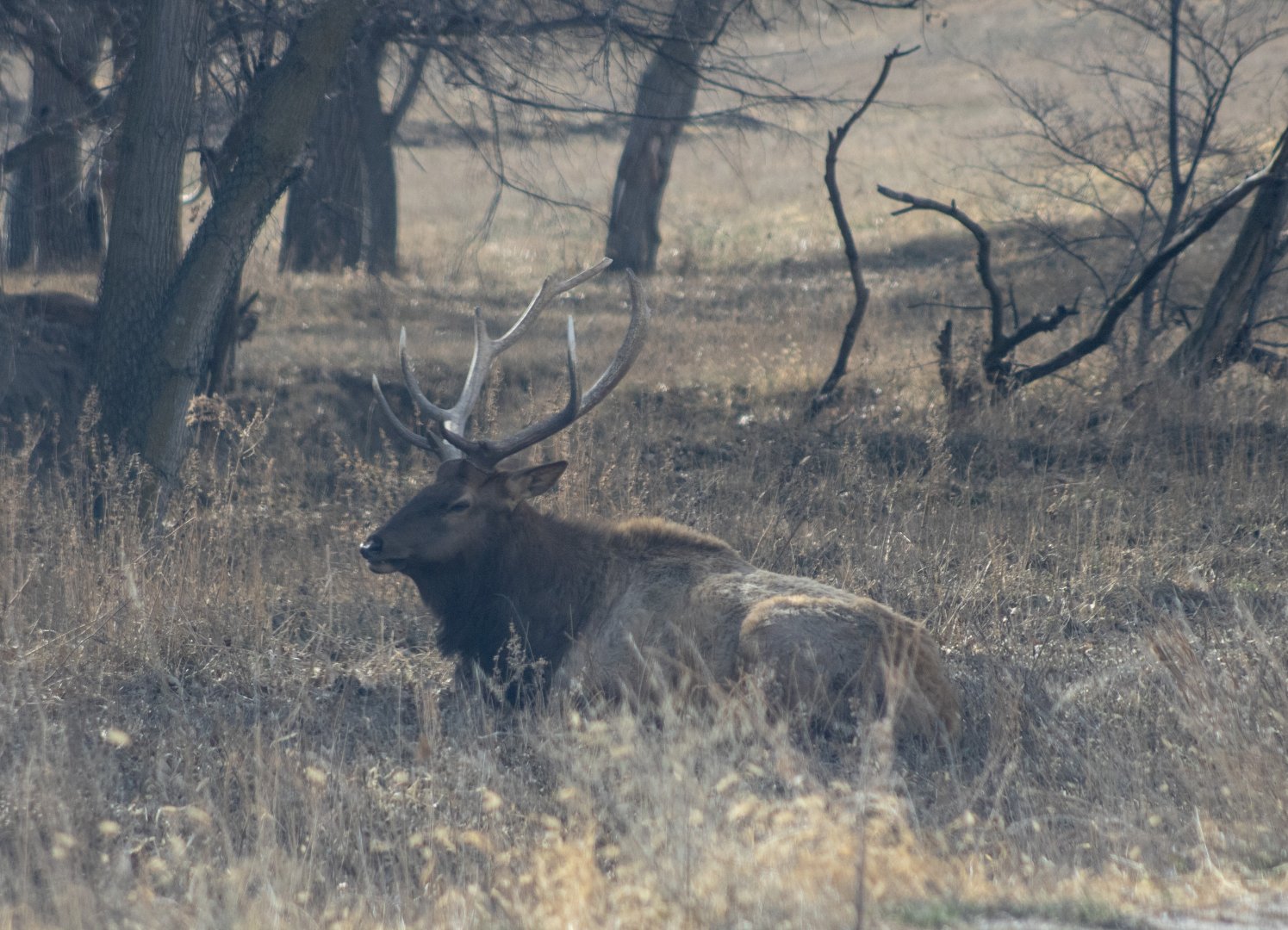 Bull Elk
