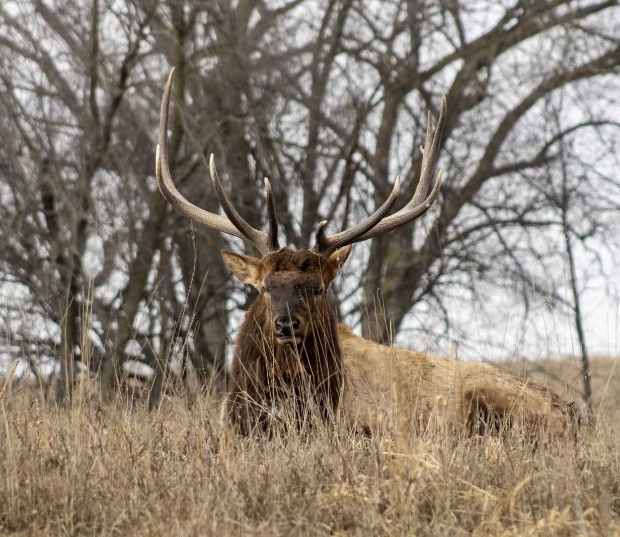 Bull Elk