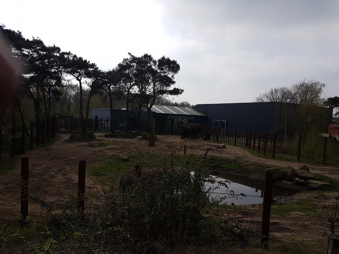 Bull-enclosure African elephant
