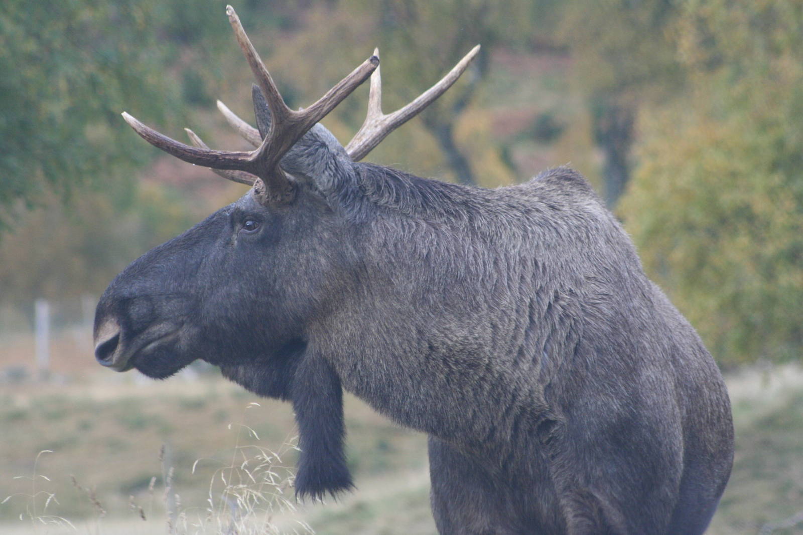 Bull European Moose @ Highland Wildlife Park; 16.10.2014