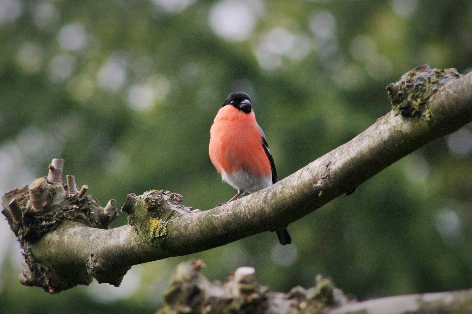 Bull Finch (Goudvink)