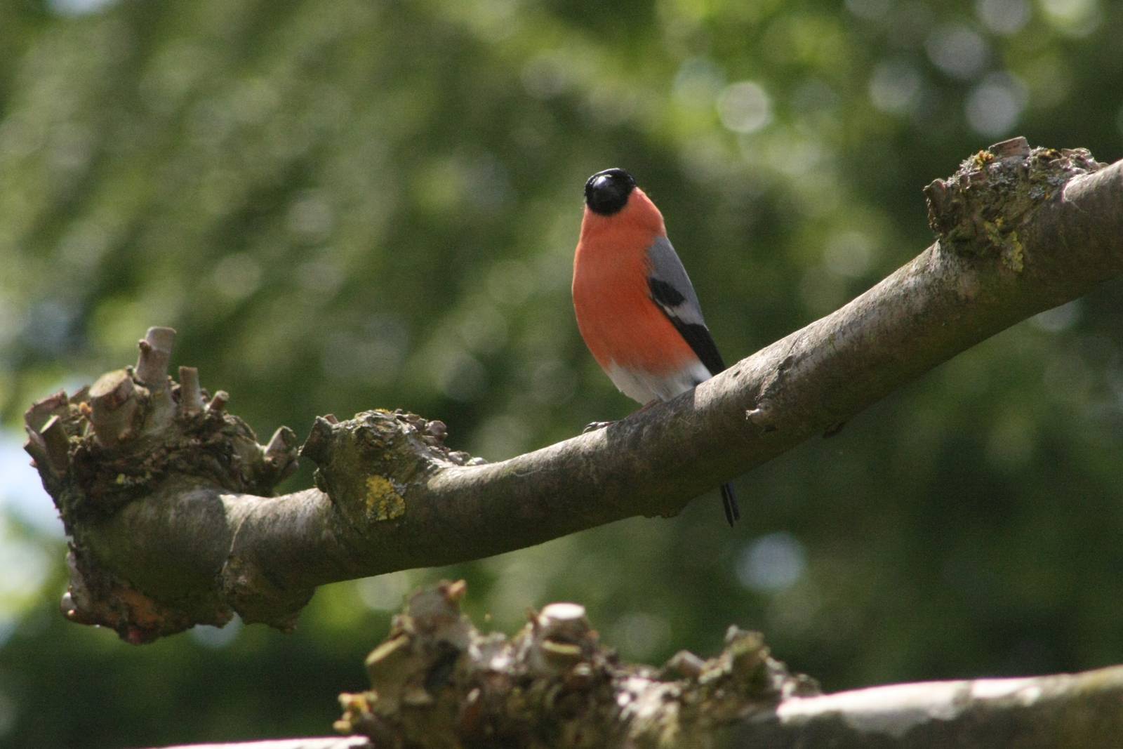 Bull Finch (Goudvink)
