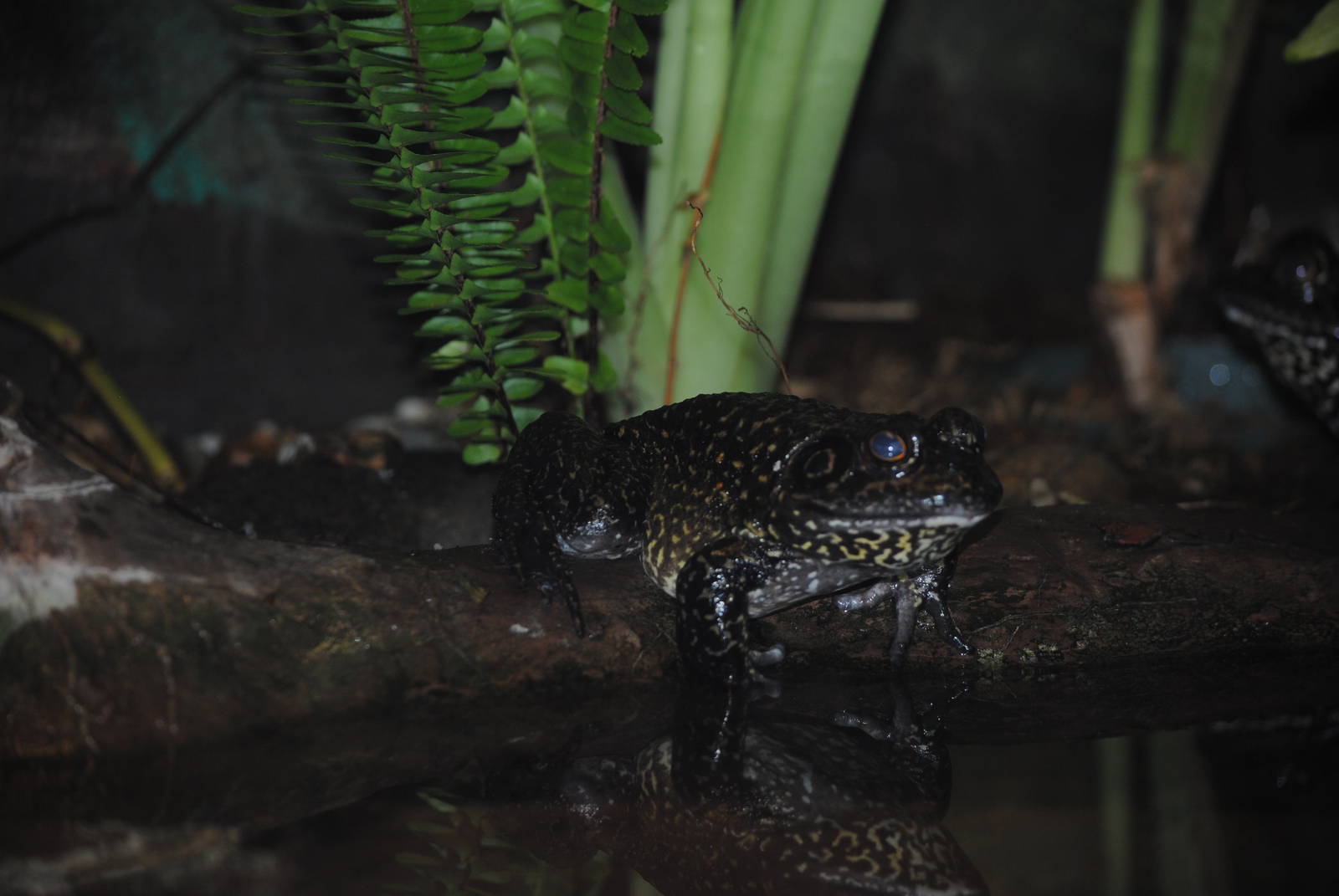 Bull-Frog