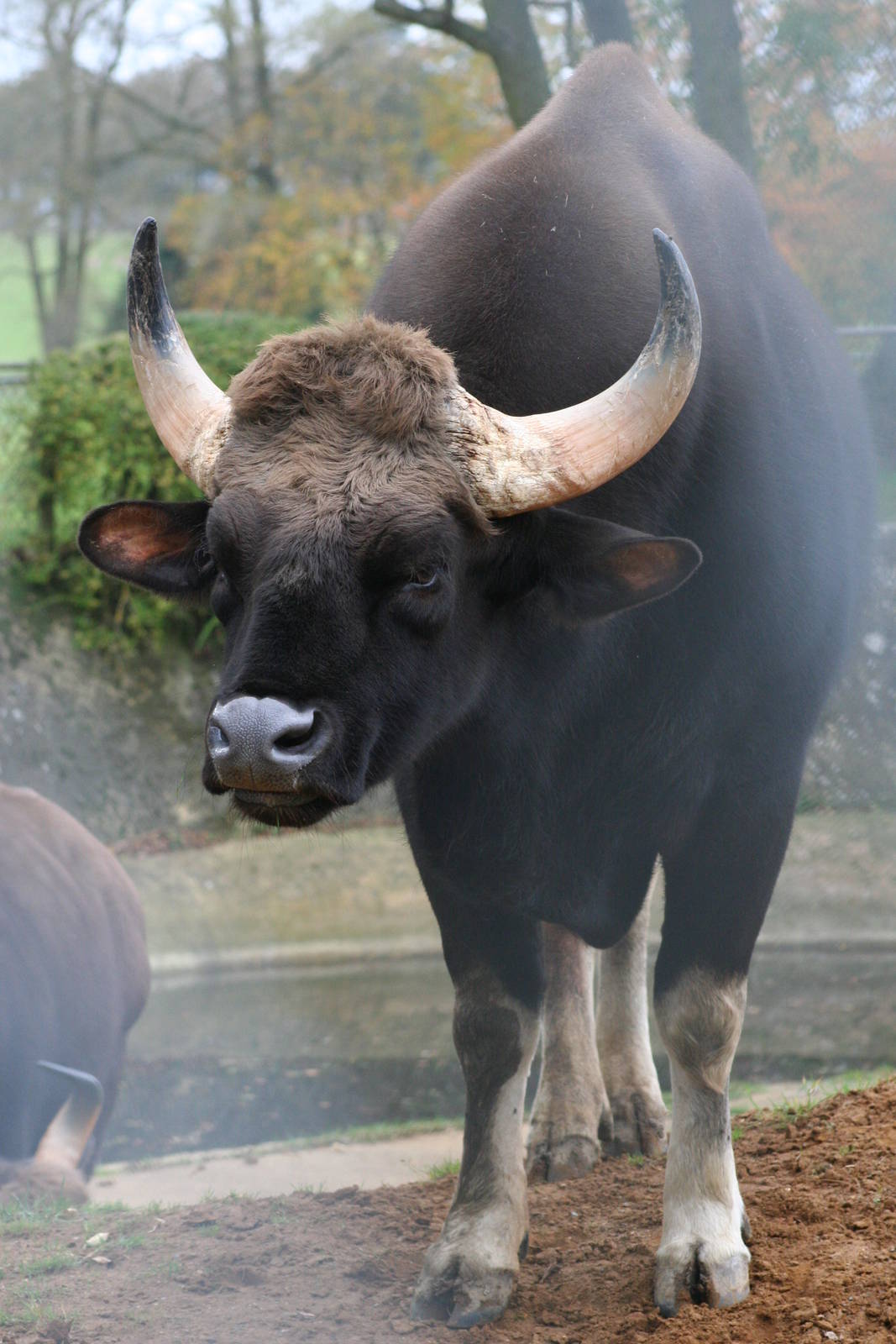 Bull Gaur @ Whipsnade 22.10.2014