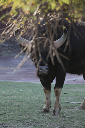 bull gaur