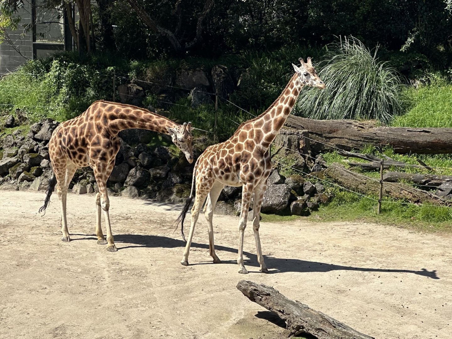 Bull Giraffe Assessing Reproductive Status