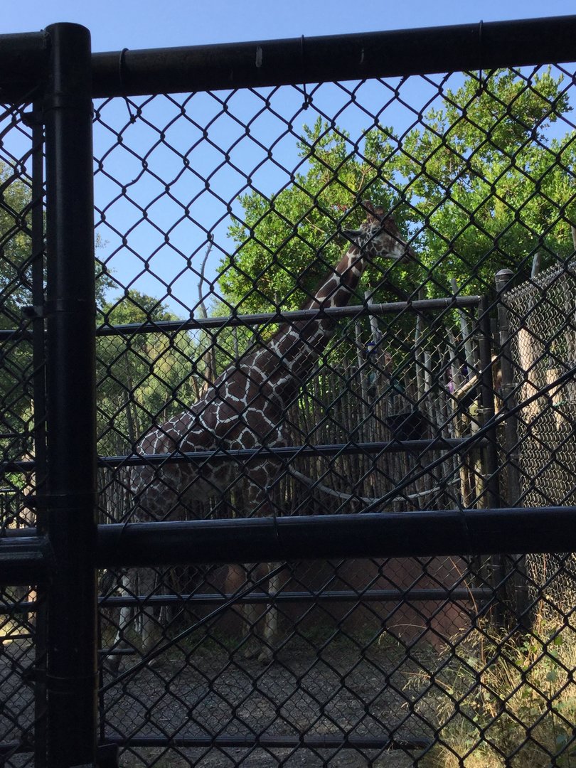 Bull Giraffe Dave 8/3/19