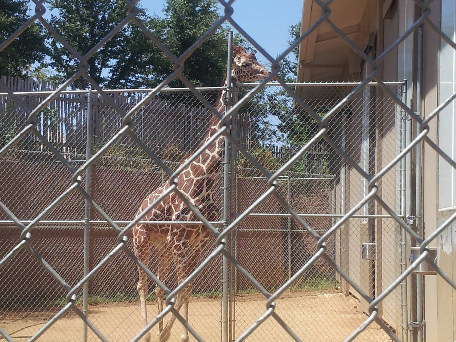 Bull giraffe
