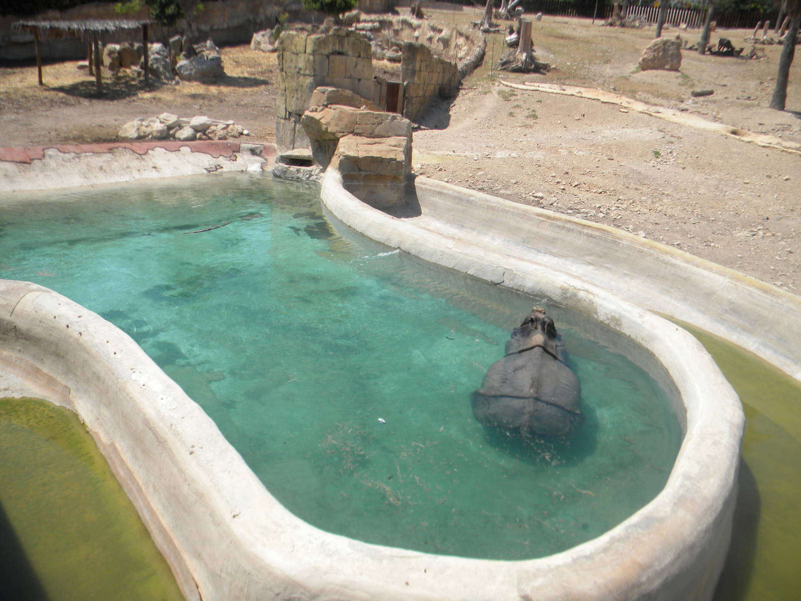 Bull Greater one-horned Rhino area at Terra Natura 29/07/11