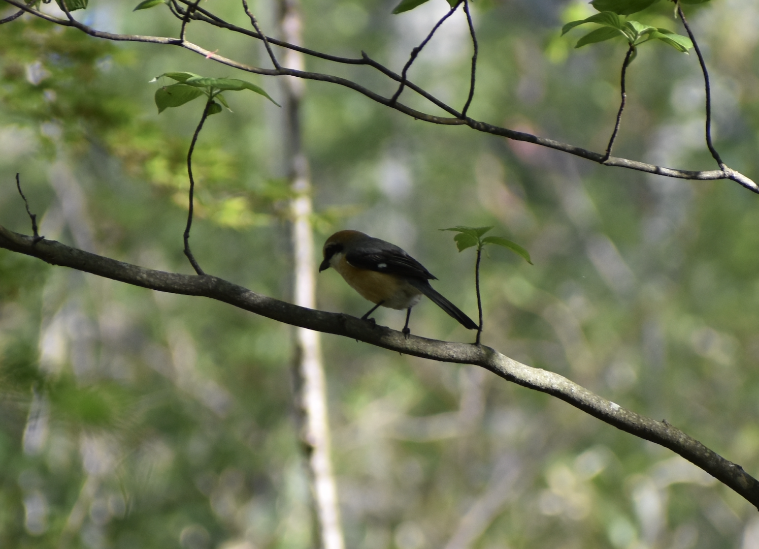 Bull Headed Shrike ~ Karuizawa