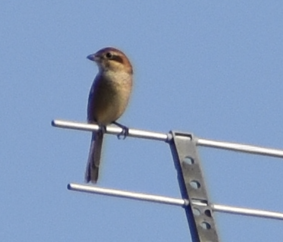 Bull Headed Shrike(Lanius bucephalus)