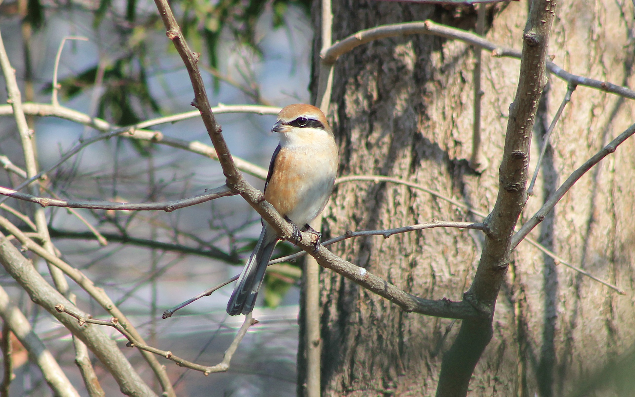 Bull-headed Shrike (Lanius bucephalus)