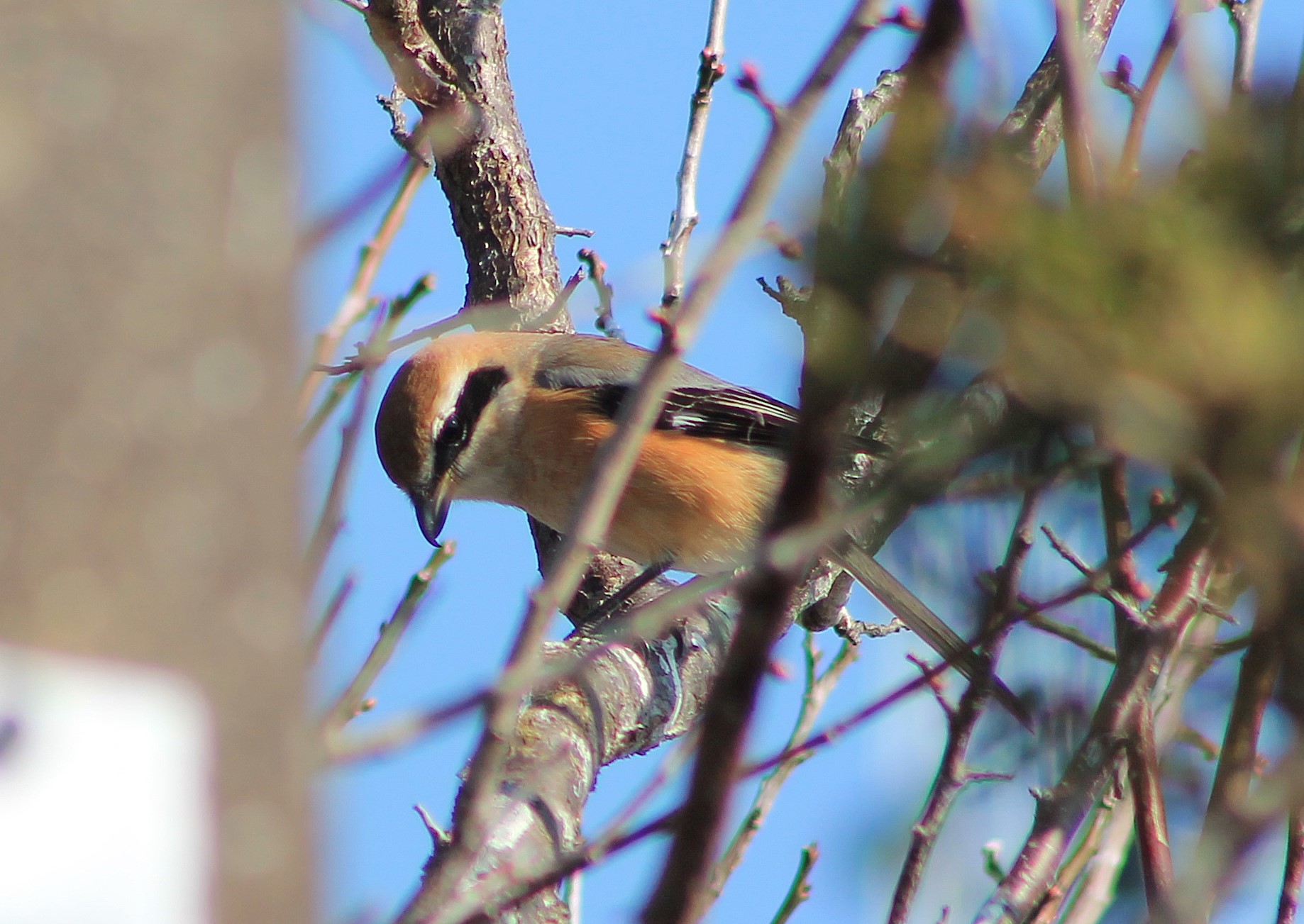 Bull-headed Shrike (Lanius bucephalus)