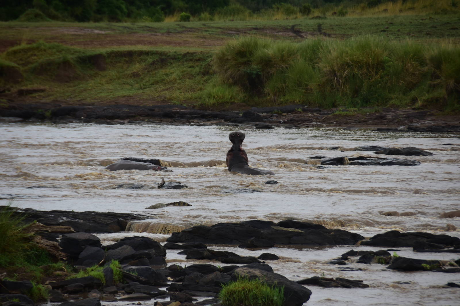 Bull Hippos Fight - Masai Mara