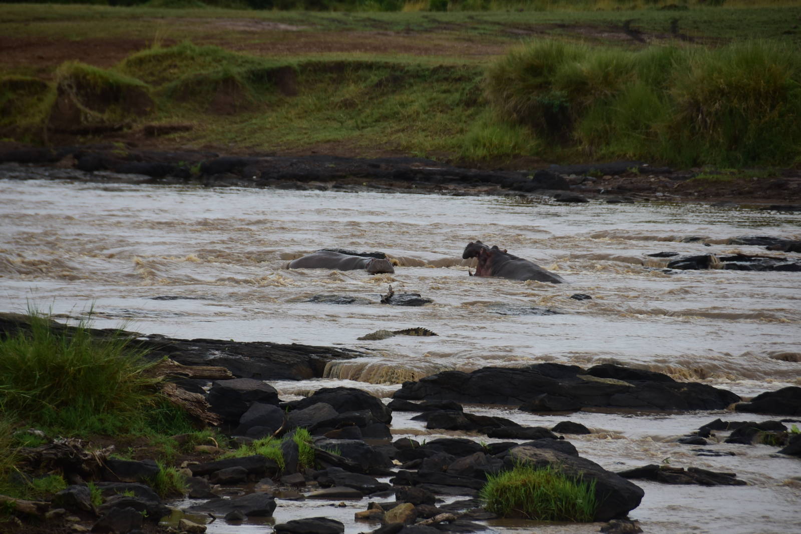 Bull Hippos Fight - Masai Mara
