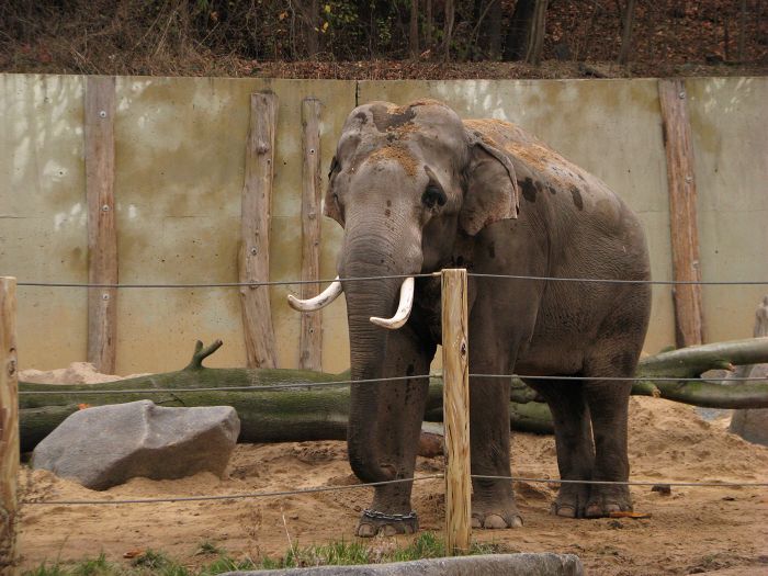 Bull Mekong at Prague zoo