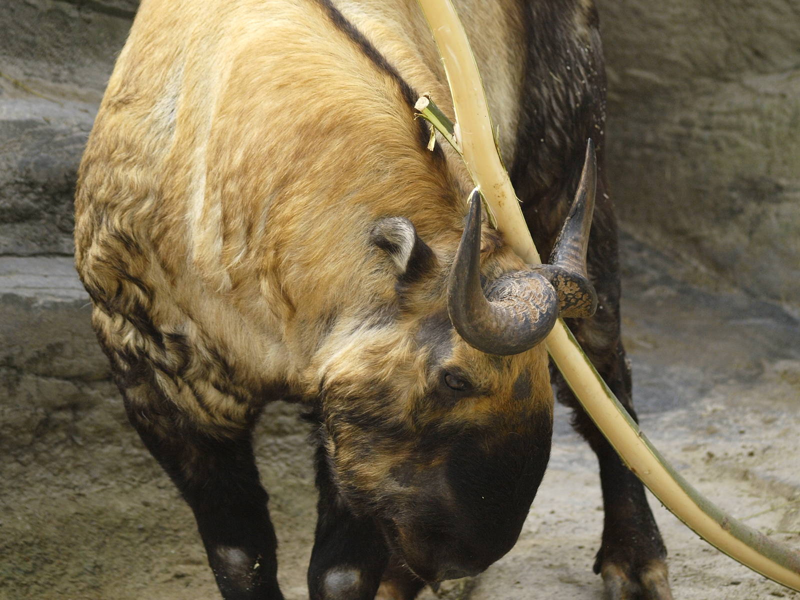 Bull Mishmi takin