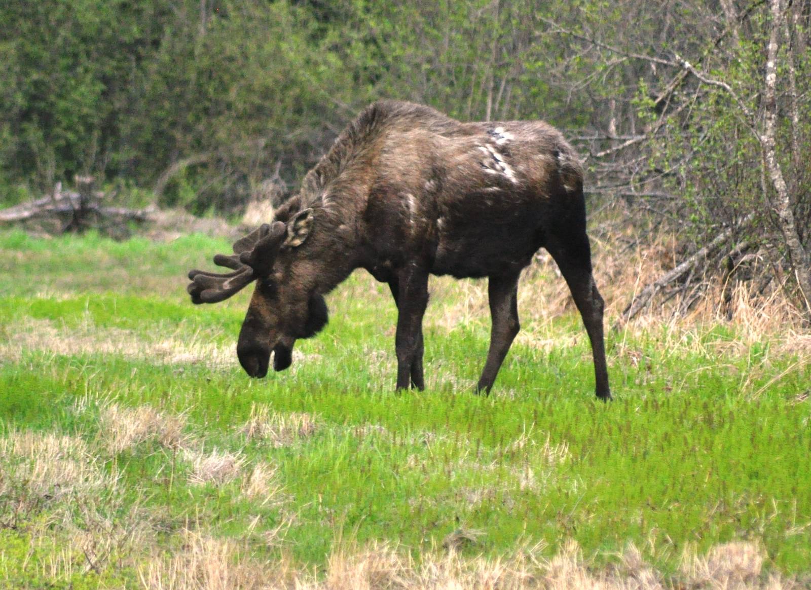 Bull Moose - Alaska (Six Mile Lake)
